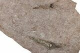 Eocrinoid (Ascocystites) Mortality Plate - Ordovician #305165-1